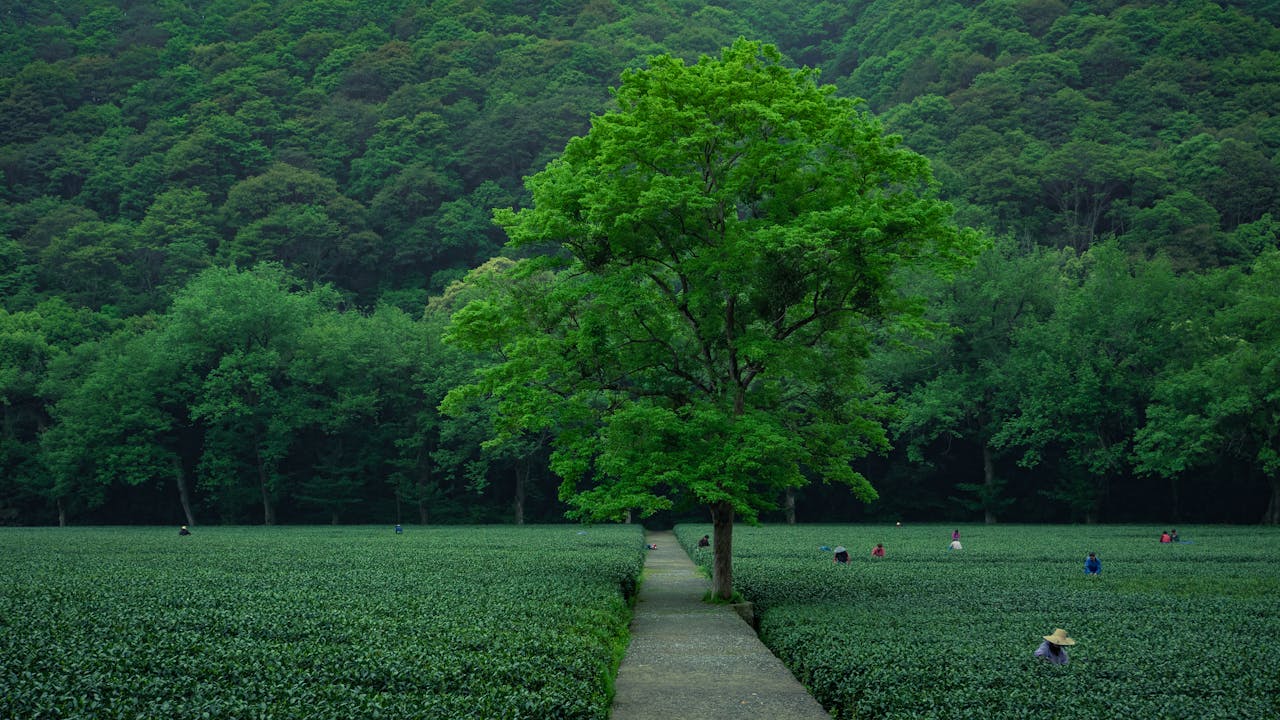 about-us-02 Vibrant green tea fields with farmers at work in Hangzhou, Zhejiang Province, China.
