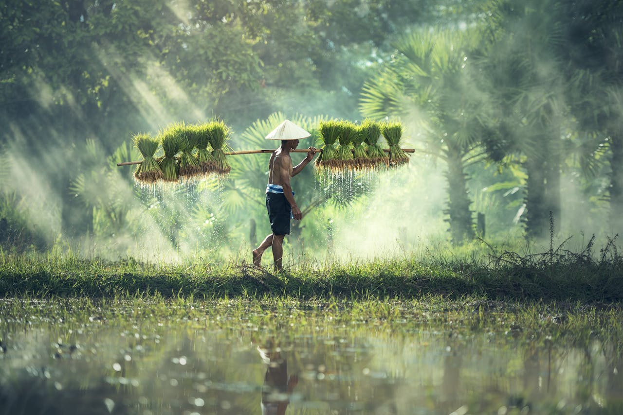 heros-img A traditional farmer carrying bundles of rice plants across a misty paddy field, reflecting rural culture.